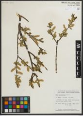 Foto von Salix myrtillifolia Anderson